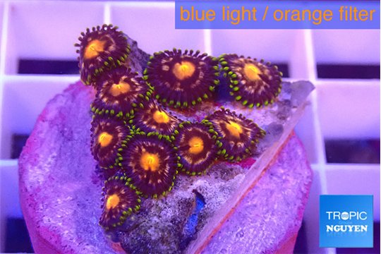 Zoanthus purple spot 1-3 cm WYSIWYG acclimaté