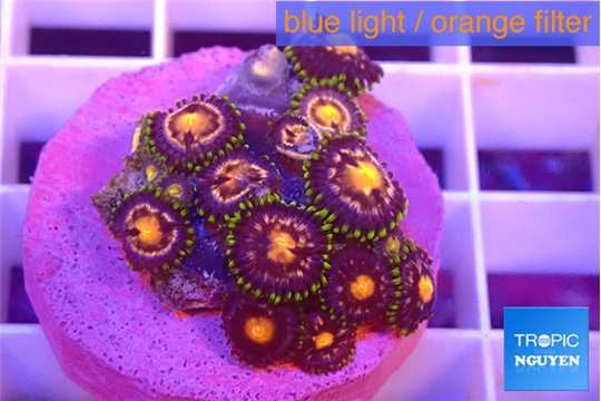 Zoanthus purple spot 1-3 cm WYSIWYG acclimaté