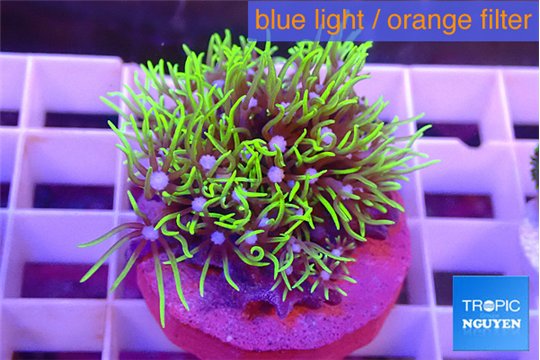 Pachyclavulaia neon green 2-3 cm WYSIWYG acclimaté