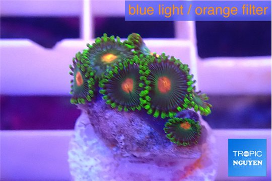 Zoanthus campfire 1 cm WYSIWYG acclimaté