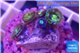 Zoanthus fusion 1-2 cm WYSIWYG acclimaté