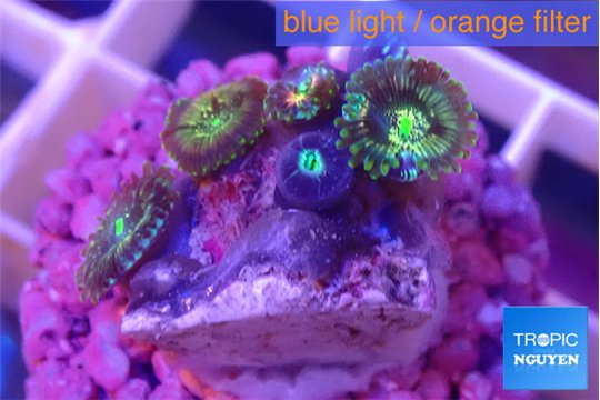 Zoanthus fusion 1-2 cm WYSIWYG acclimaté