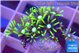 Pachyclavulaia neon green 1-2 cm WYSIWYG acclimaté