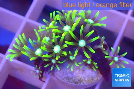 Pachyclavulaia neon green 1-2 cm WYSIWYG acclimaté