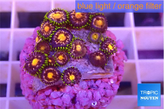 Zoanthus purple spot 1-3 cm WYSIWYG acclimaté