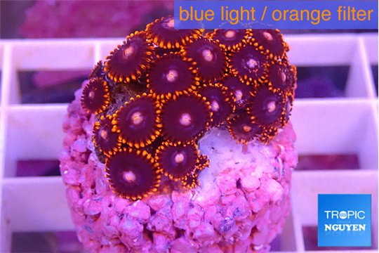 Zoanthus ultimate chaos 1-3 cm WYSIWYG acclimaté