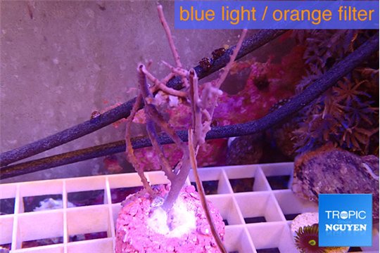 Gorgonia symbiotic 4-7 cm WYSIWYG acclimaté