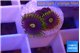 Zoanthus magic green blue 3 polyps WYSIWYG acclimaté