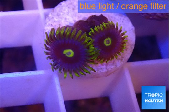 Zoanthus magic green blue 3 polyps WYSIWYG acclimaté