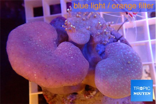 Sarcophyton multi body long white tips polyps 7-12 cm WYSIWYG acclimaté