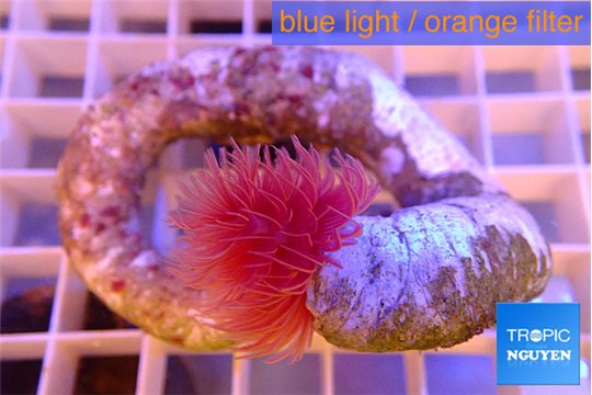 Protula red 6-8 cm WYSIWYG acclimaté