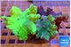 Sinularia dura green 6-10 cm WYSIWYG acclimaté
