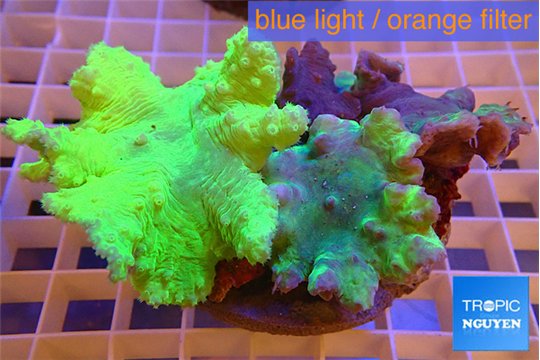 Sinularia dura green 6-10 cm WYSIWYG acclimaté