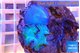 Discosoma deep blue avatar 2 polyps WYSIWYG acclimaté
