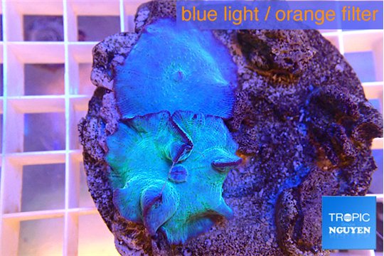 Discosoma deep blue avatar 2 polyps WYSIWYG acclimaté