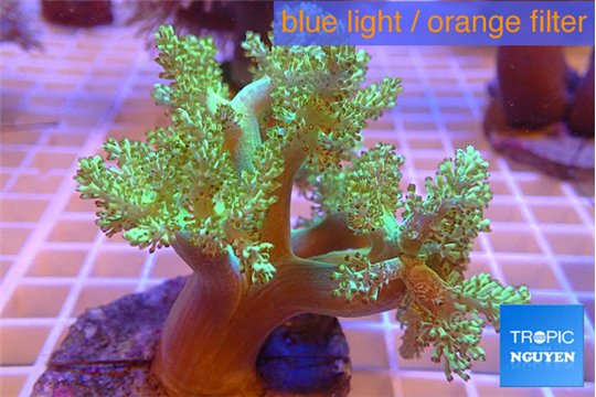 Capnella green 6-11 cm WYSIWYG acclimaté