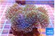 Sarcophyton long polyps 7-12 cm WYSIWYG acclimaté