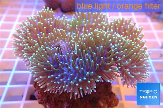 Sarcophyton long polyps 7-12 cm WYSIWYG acclimaté