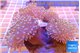 Sarcophyton multi body long white tips polyps 7-12 cm WYSIWYG acclimaté
