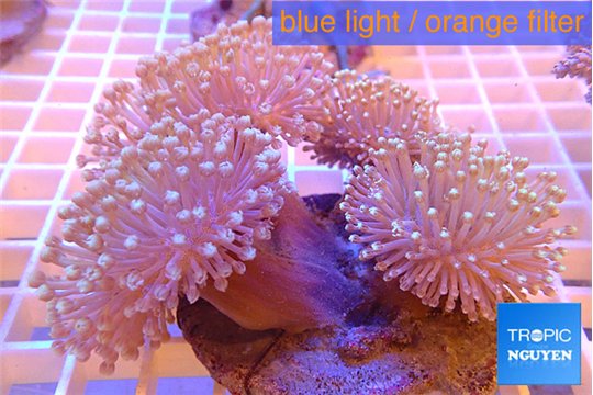 Sarcophyton multi body long white tips polyps 7-12 cm WYSIWYG acclimaté