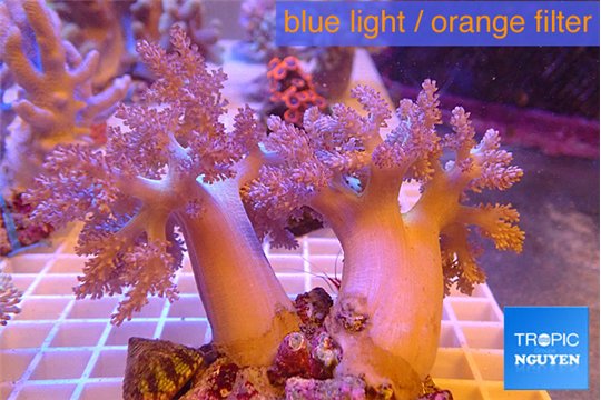 Capnella kenya 6-11 cm WYSIWYG acclimaté