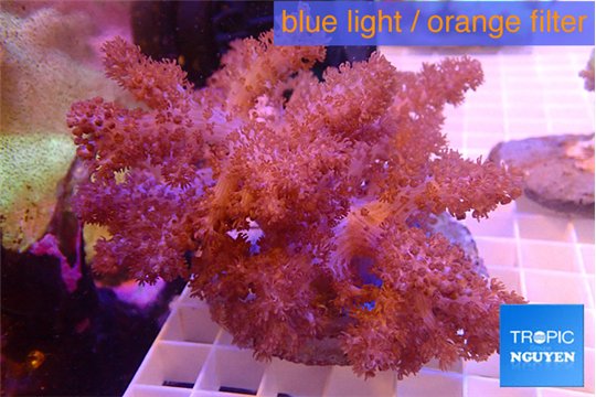 Cladellia long finger 8-14 cm WYSIWYG acclimaté