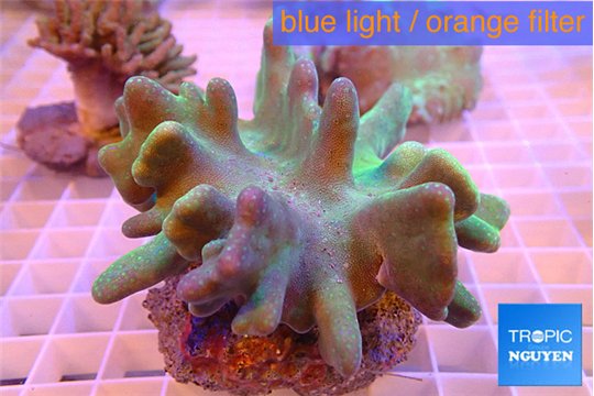 Lobophytum greeny 8-11 cm WYSIWYG acclimaté