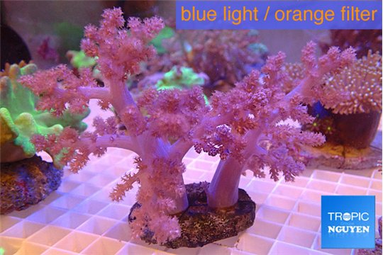 Cladellia long finger 8-14 cm WYSIWYG acclimaté