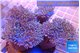 Sarcophyton multi body long white tips polyps 7-12 cm WYSIWYG acclimaté