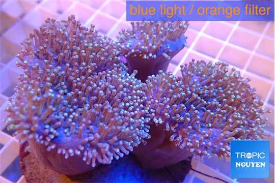 Sarcophyton multi body long white tips polyps 7-12 cm WYSIWYG acclimaté