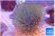 Sarcophyton long white tips polyps 7-12 cm WYSIWYG acclimaté