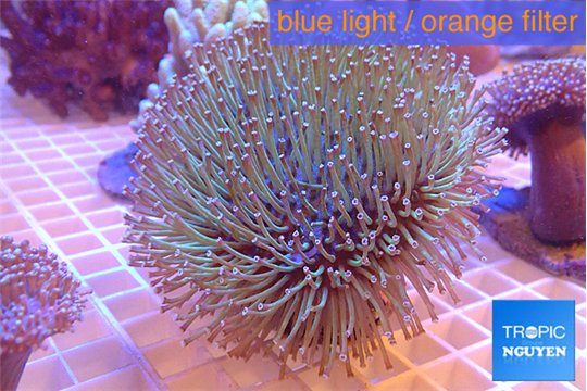 Sarcophyton long white tips polyps 7-12 cm WYSIWYG acclimaté