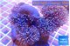 Sarcophyton multi body long white tips polyps 7-12 cm WYSIWYG acclimaté