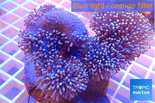 Sarcophyton multi body long white tips polyps 7-12 cm WYSIWYG acclimaté