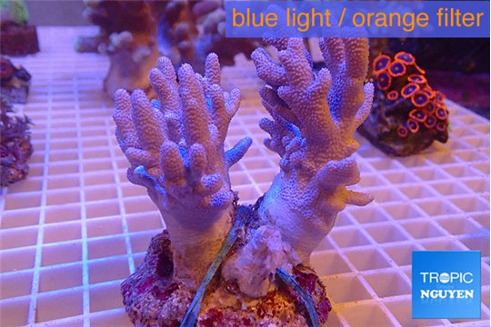 Sinularia short finger 8-16 cm WYSIWYG acclimaté