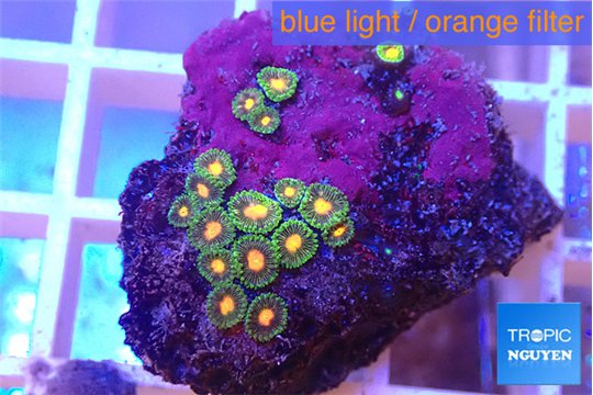 Zoanthus sunset kiwi 1-2 cm WYSIWYG acclimaté