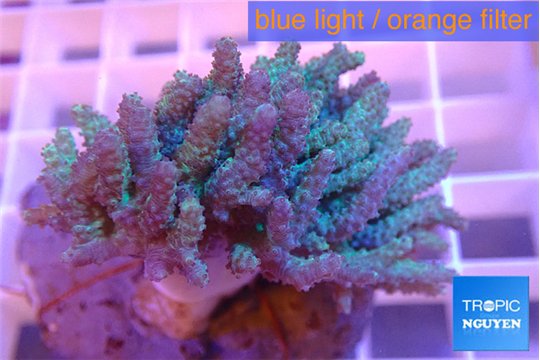 Sinulari aflexibilis long finger 4-6 cm WYSIWYG acclimaté