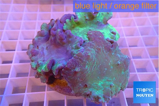 Sinularia dura green 6-10 cm WYSIWYG acclimaté