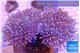 Sarcophyton multi body long white tips polyps 7-12 cm WYSIWYG acclimaté