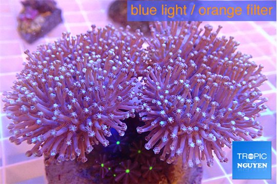 Sarcophyton multi body long white tips polyps 7-12 cm WYSIWYG acclimaté