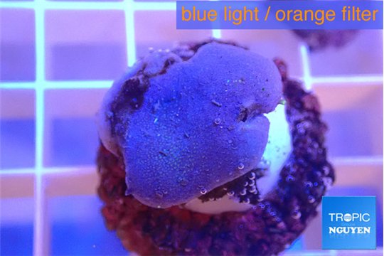 Sarcophyton full neon green polyps Australia 2-3 cm WYSIWYG acclimaté