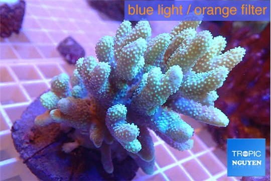 Sinularia golden finger 7-12 cm WYSIWYG acclimaté