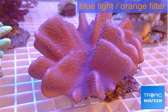 Lobophytum devils 8-13 cm WYSIWYG acclimaté