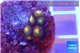 Zoanthus campfire 6 polyps WYSIWYG acclimaté