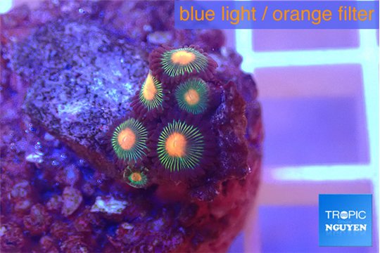 Zoanthus campfire 6 polyps WYSIWYG acclimaté