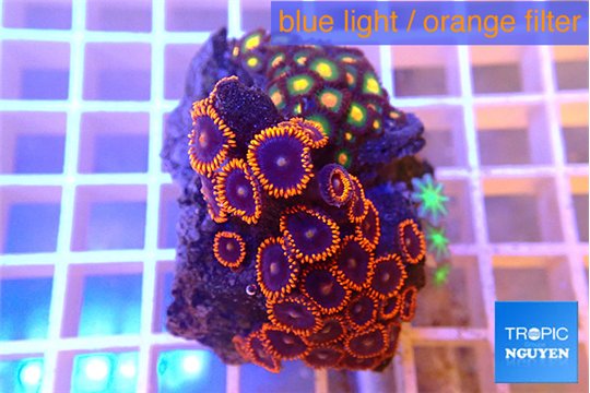 Zoanthus mixed color premium 3-5 cm WYSIWYG acclimaté