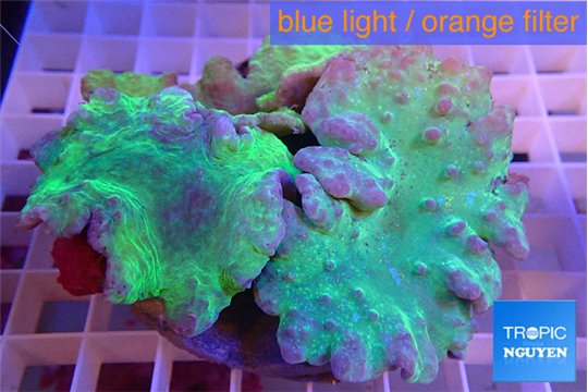 Sinularia dura green 6-10 cm WYSIWYG acclimaté