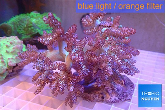 Capnella kenya 7-14 cm WYSIWYG acclimaté