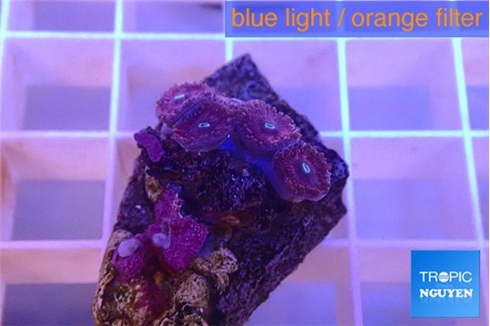 Zoanthus pink diamond 4-5 polyps WYSIWYG acclimaté