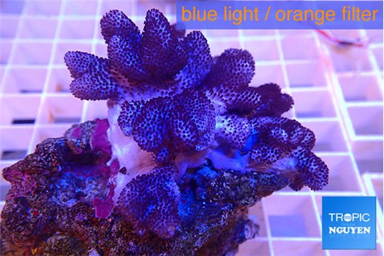 Cladellia short finger 4-7 cm WYSIWYG acclimaté